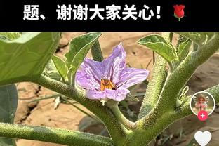 要压哨？Woj：老鹰仍在谈穆雷交易 猛龙同样在处理布朗交易